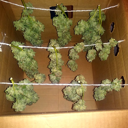 Cannabis buds drying in a cardboard box with slits, using string