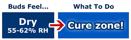 What to do when cannabis buds feel dry while curing - this is actually a sign you're in the cure zone, don't change anything!