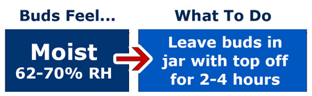What to do when buds feel moist during curing - leave the tops of jars off for a little while, until they feel dry on the outside again。