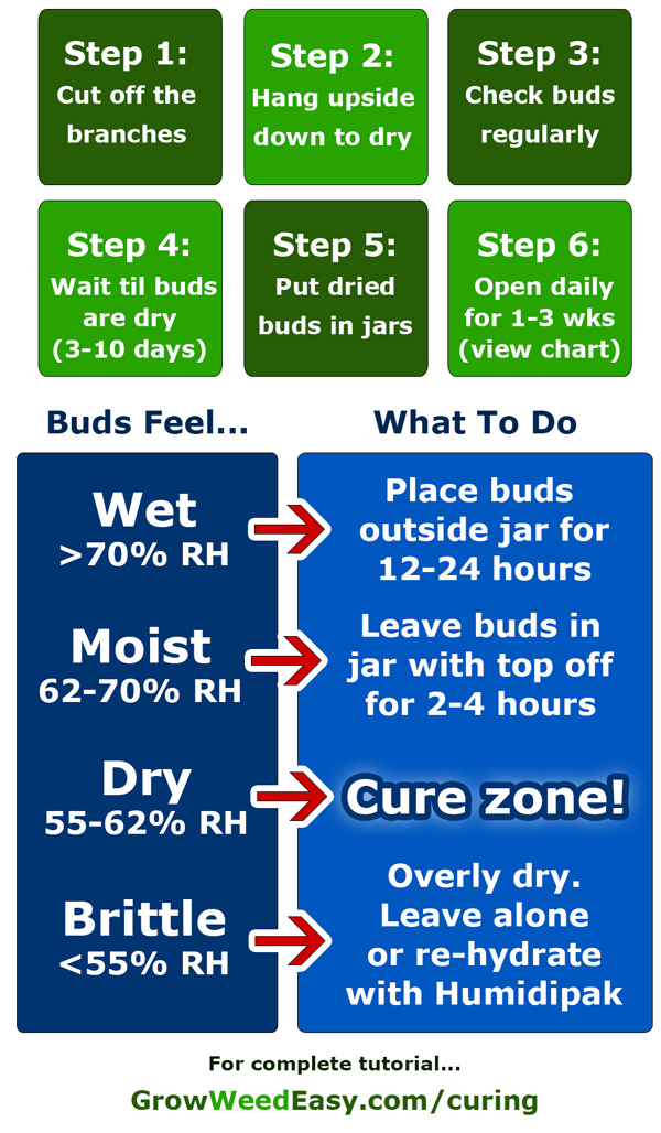 A simple overview of how to properly dry & cure cannabis buds - GrowWeedEasy.com marijuana drying/curing tutorial diagram cheat sheet