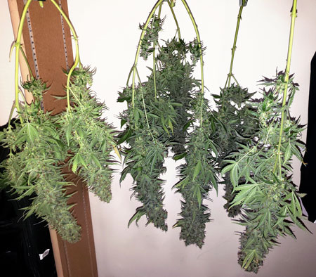 Cannabis bud hanging upside down drying in a closet in low humidity with most of their leaves