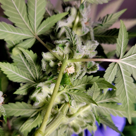 A cannabis herm male flower looks like a yellow flower at the base of the green bud.