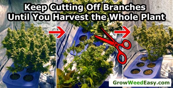 Cannabis harvest time! Continue chopping down parts of the pot plant until all the branches are harvested.