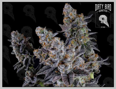 Get Dirty Unicorn marijauna seeds