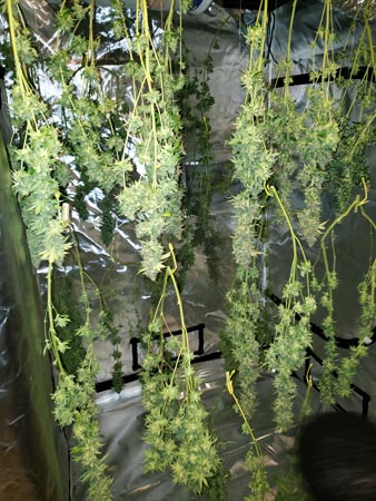 Drying cannabis buds in a grow tent, most leaves still on