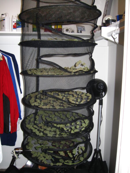 Drying cannabis buds on a mesh rack helps them dry faster in a humid environment