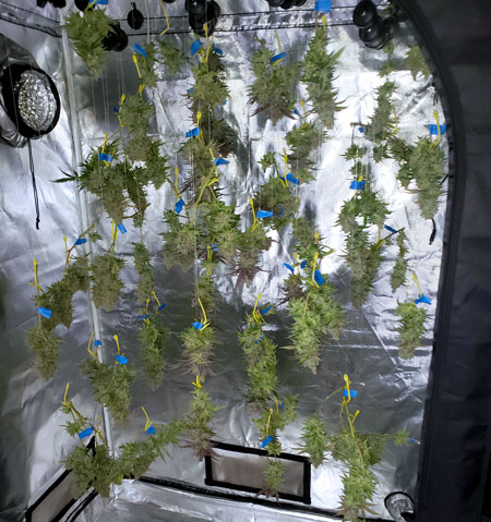 Drying super soil cannabis harvest in tent, good humidity, so I just removed the big fan leaves and dried each branch.