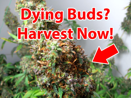 Harvest immediately if random parts of the buds start dying. This may be bud rot, which will keep spreading.