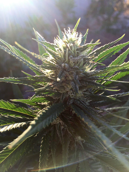 A gorgeous outdoor cannabis bud sparkling in the morning sunlight
