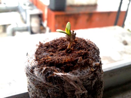 A happy cannabis seedling closeup - hello world!
