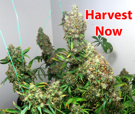 Harvest your marijuana now, before buds get more stressed from the light.