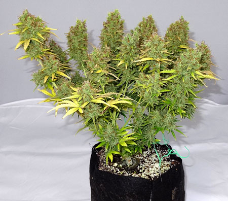 Harvest your cannabis plant now if there are no healthy leaves left.
