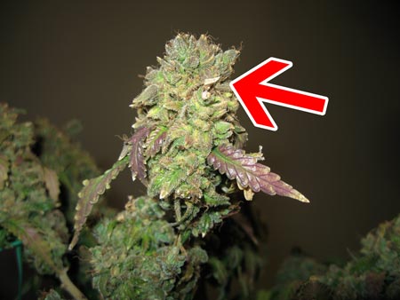 This cannabis bud suffered from extreme heat and light burn and should be harvested now.