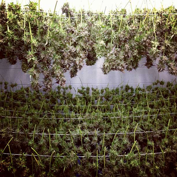 Original Guide to Drying and Curing Marijuana Buds Grow Weed Easy