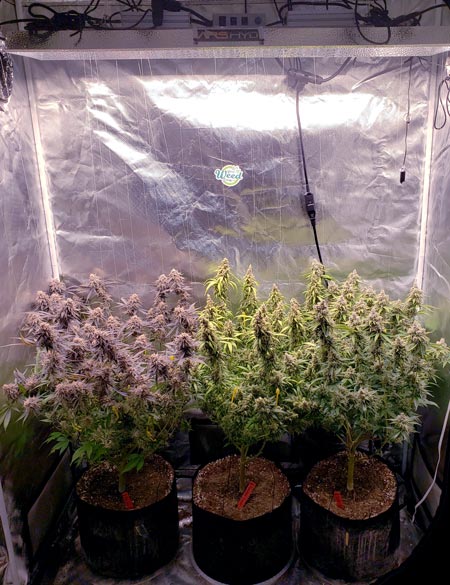 Mars Hydro LED cannabis harvest - about to dry and cure the buds