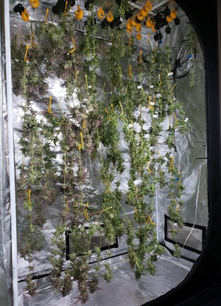 Hang your cannabis buds to dry in your grow tent or wherever you grew them