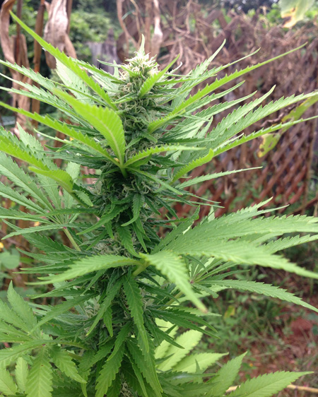 Outdoor cannabis cola bud - loving life in the sun