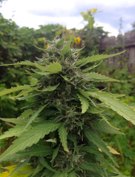 "Fast" strains are the best photoperiod cannabis strains for late outdoor planting