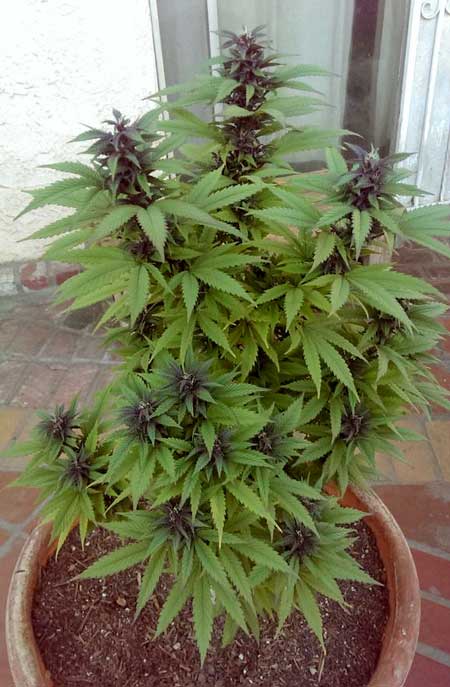A happy purple outdoor cannabis plant loving life in its pot