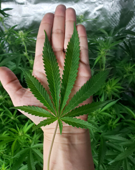 Remove big fan leaves the size of your hand or bigger when getting ready to dry your cannabis after harvest