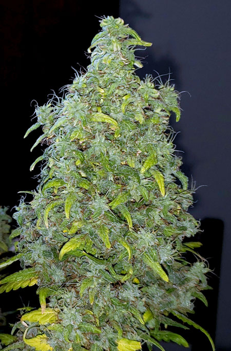 Triploid marijuana buds may be bigger than normal.