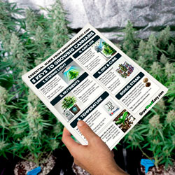 Get your 5 keys to growing cannabis today!