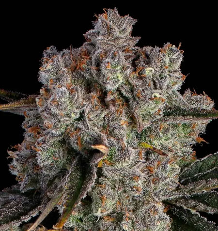 Candy Games #38 is a cannabis strain from Happy Valley Genetics (powered by Ethos)