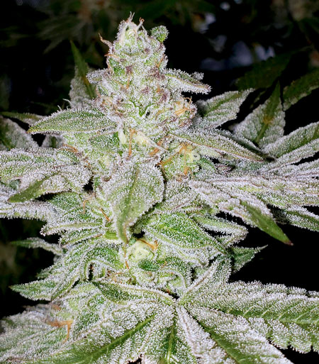 Strawberry Sorbet by DNA Genetics sparkly cannabis bud