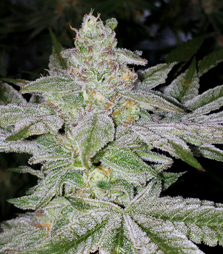 Strawberry Sorbet by DNA Genetics sparkly cannabis bud