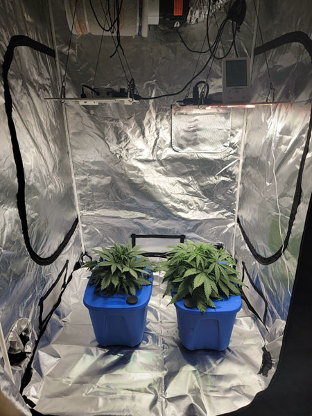 Two young plants in hydro