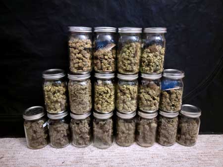Example of a cannabis harvest