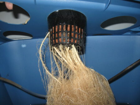 Beautiful roots in DWC bubbleponics