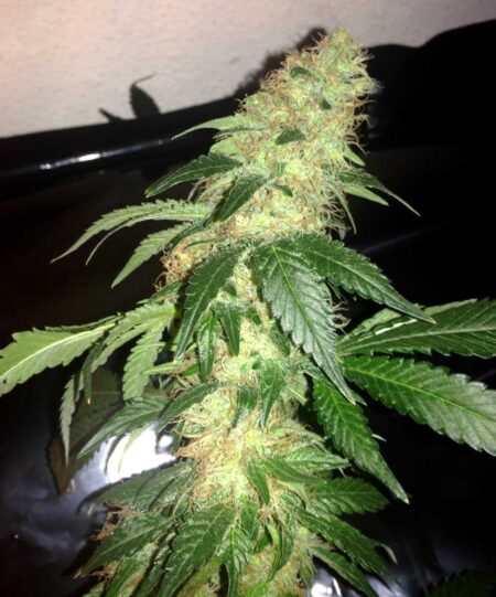 Blue Dream in auto-flowering form. Effects of this cannabis strain are happy and relaxing.