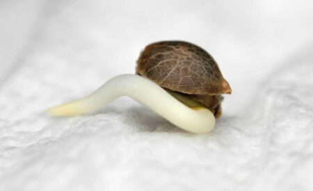 Brand new cannabis seedling, just germinated from a seed