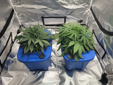 Cannabis plants in hydroponic DWC tubs (bubbleponics)