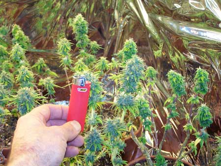 If your cannabis plant has almost no leaves left, buds tend to stay small.