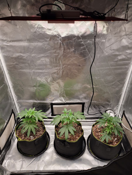 Clones growing under an LED grow light