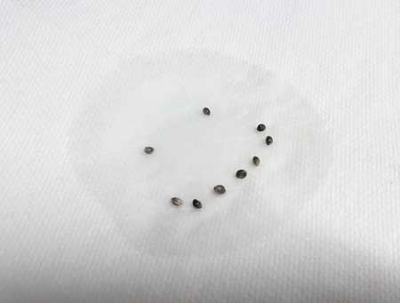 Germinating marijuana seeds on a paper towel with a smiley face. Good marijuana seeds will leave you a happy grower.