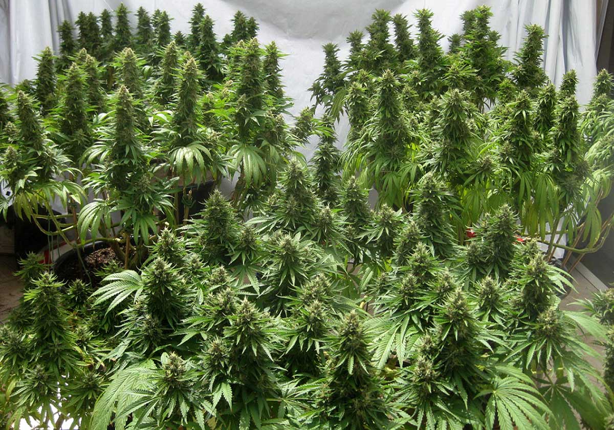 Beeindruckendes Beispiel eines reifen Manifolds