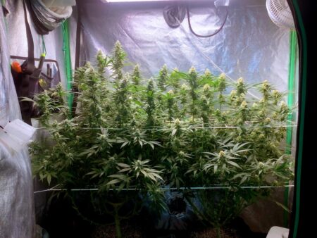 Example of Kushberry Moonrocks