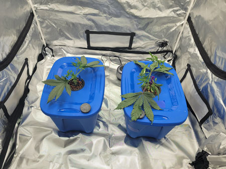 Manifolding cannabis plants in hydroponic tubs/DWC ("bubbleponics")