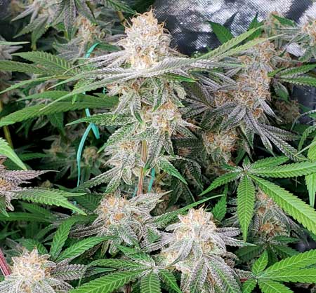 This Ocean Fruit cannabis strain tends to grow small buds even in perfect conditions.