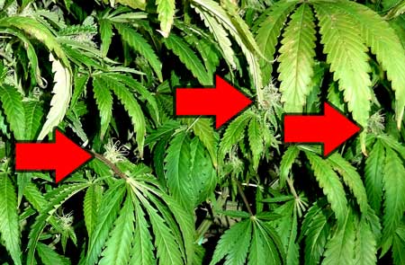 Small cannabis buds that are hidden by leaves won't develop to their full potential.