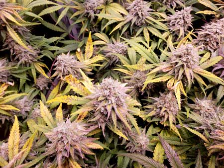 When your leaves have lots of nutrient deficiencies, cannabis buds may grow, but would otherwise grow bigger.