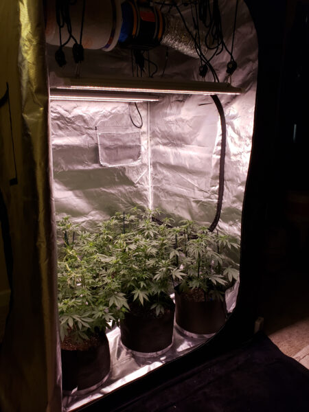 Cannabis plants growing under LED grow lights