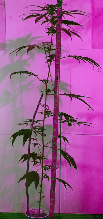 Small roots tend to limit your overall bud size. This cannabis plant grown in cup was allowed to get tall but buds stayed tiny.