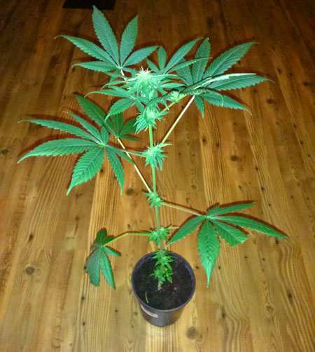When a photoperiod cannabis plant is put into the flowering stage too early, or has tiny roots, it just can't make big buds
