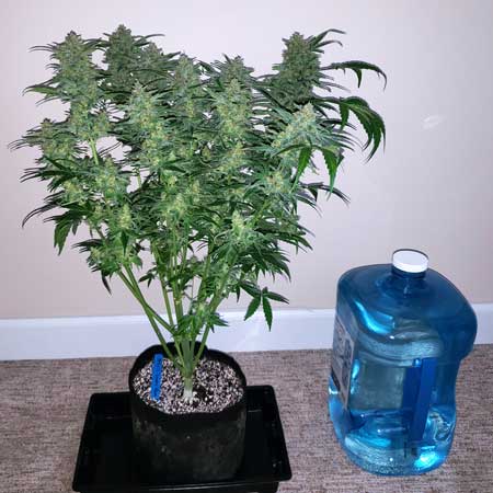 Learn how to water indoor marijuana plants in this coco watering tutorial