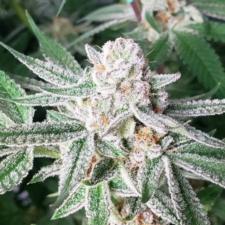 Beautiful cannabis bud