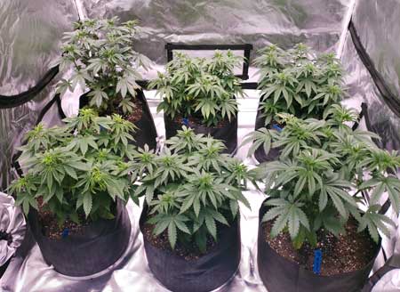 30 day old vegetative cannabis plants grown in super soil